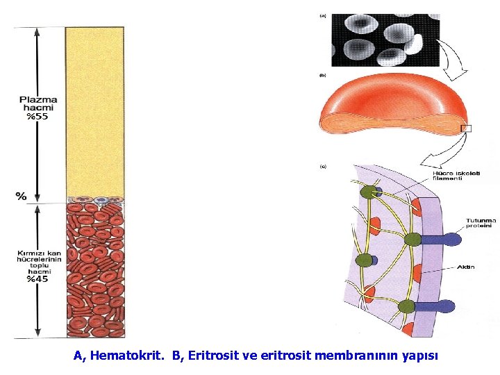 A, Hematokrit. B, Eritrosit ve eritrosit membranının yapısı 