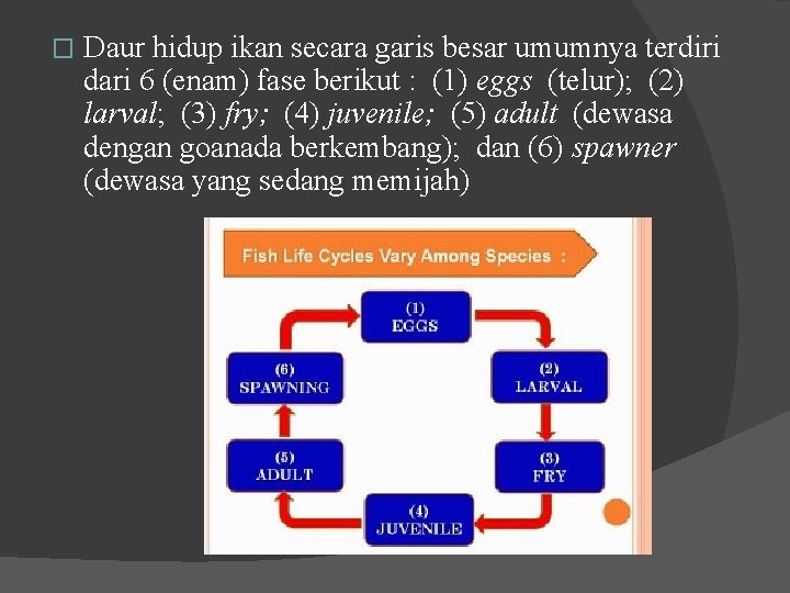 � Daur hidup ikan secara garis besar umumnya terdiri dari 6 (enam) fase berikut � Daur hidup ikan secara garis besar umumnya terdiri dari 6 (enam) fase berikut