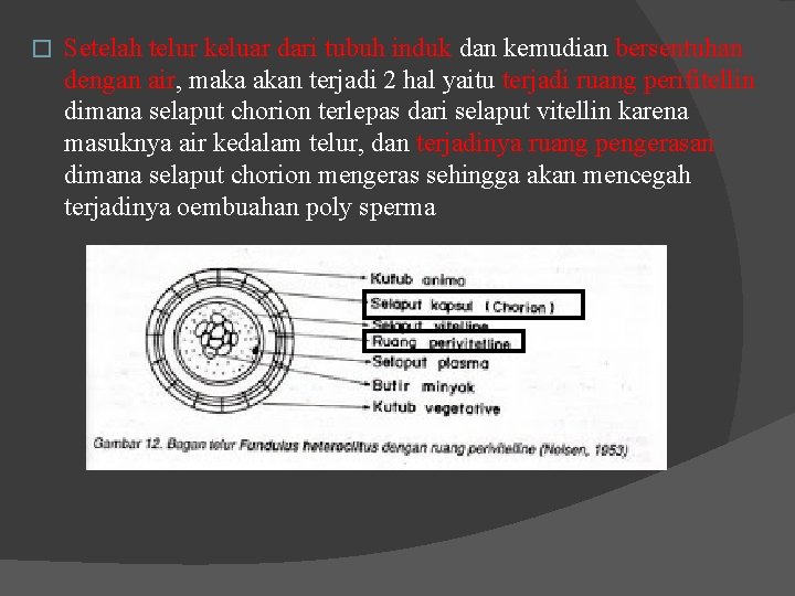 � Setelah telur keluar dari tubuh induk dan kemudian bersentuhan dengan air, maka akan � Setelah telur keluar dari tubuh induk dan kemudian bersentuhan dengan air, maka akan