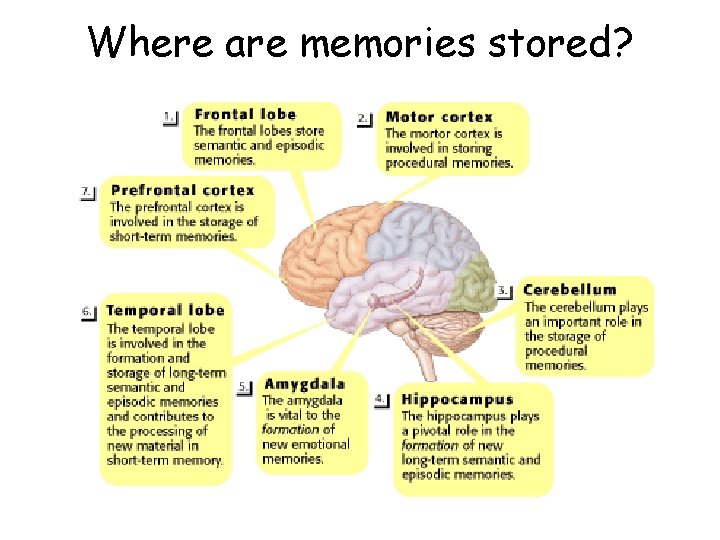 Where are memories stored? 