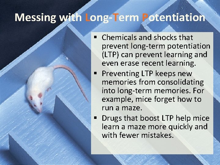 Messing with Long-Term Potentiation § Chemicals and shocks that prevent long-term potentiation (LTP) can