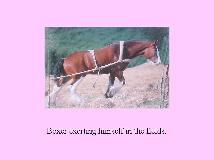 Boxer exerting himself in the fields. 