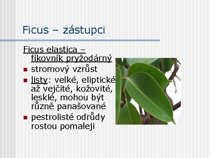 Ficus – zástupci Ficus elastica – fíkovník pryžodárný n stromový vzrůst n listy: velké,