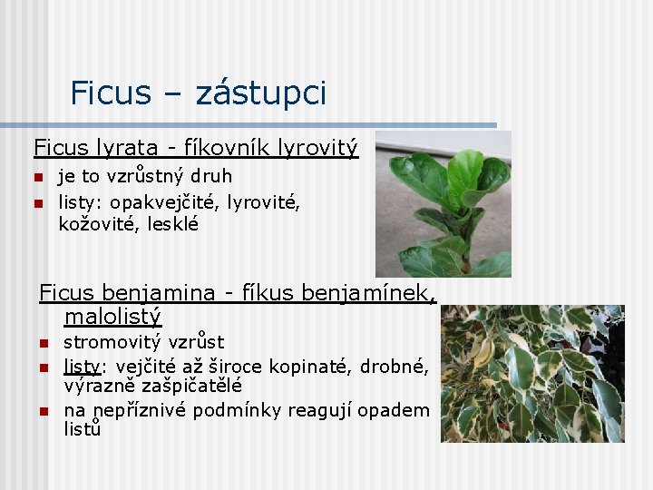 Ficus – zástupci Ficus lyrata - fíkovník lyrovitý n n je to vzrůstný druh