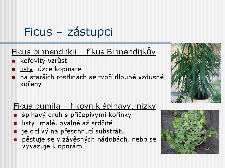 Ficus – zástupci Ficus binnendijkii – fíkus Binnendijkův n n n keřovitý vzrůst listy: