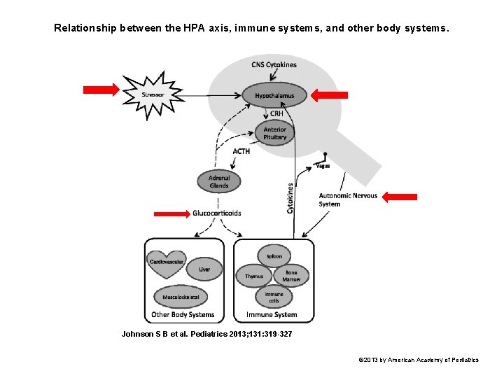 Relationship between the HPA axis, immune systems, and other body systems. Johnson S B Relationship between the HPA axis, immune systems, and other body systems. Johnson S B