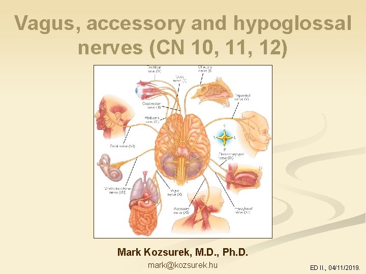 Vagus, accessory and hypoglossal nerves (CN 10, 11, 12) Mark Kozsurek, M. D. ,