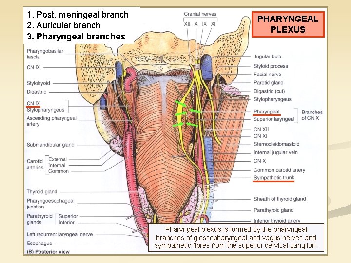 1. Post. meningeal branch 2. Auricular branch 3. Pharyngeal branches PHARYNGEAL PLEXUS Pharyngeal plexus