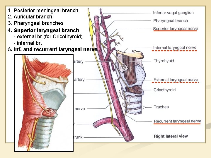 1. Posterior meningeal branch 2. Auricular branch 3. Pharyngeal branches 4. Superior laryngeal branch