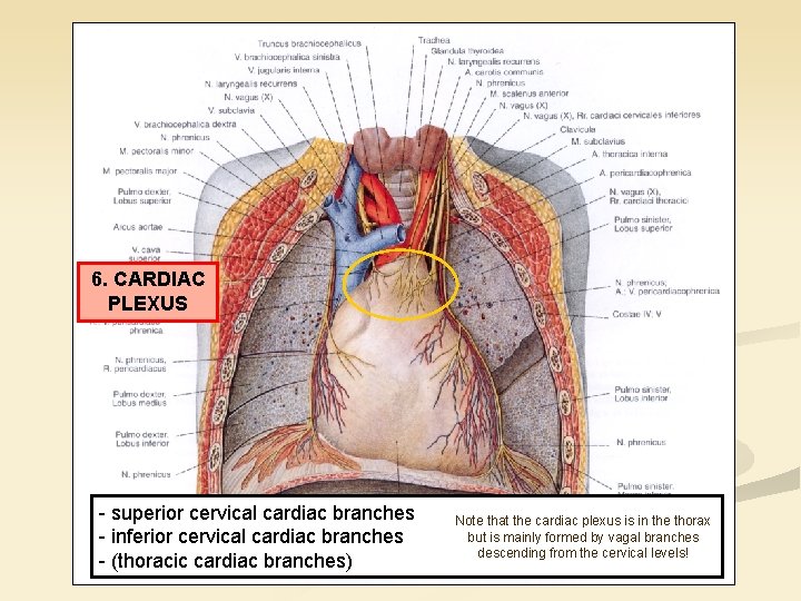 6. CARDIAC PLEXUS - superior cervical cardiac branches - inferior cervical cardiac branches -