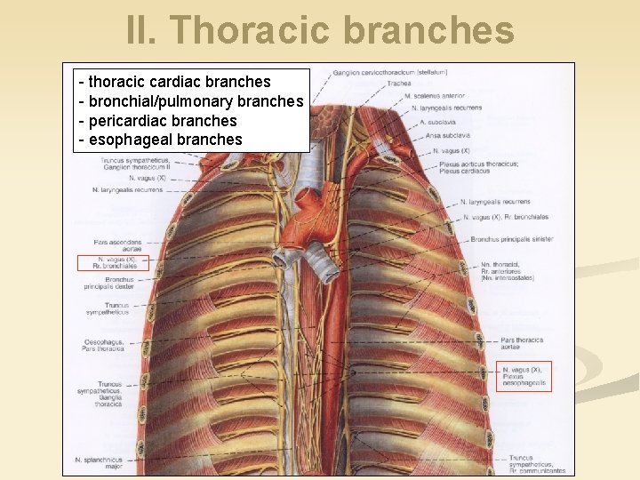 II. Thoracic branches - thoracic cardiac branches - bronchial/pulmonary branches - pericardiac branches -