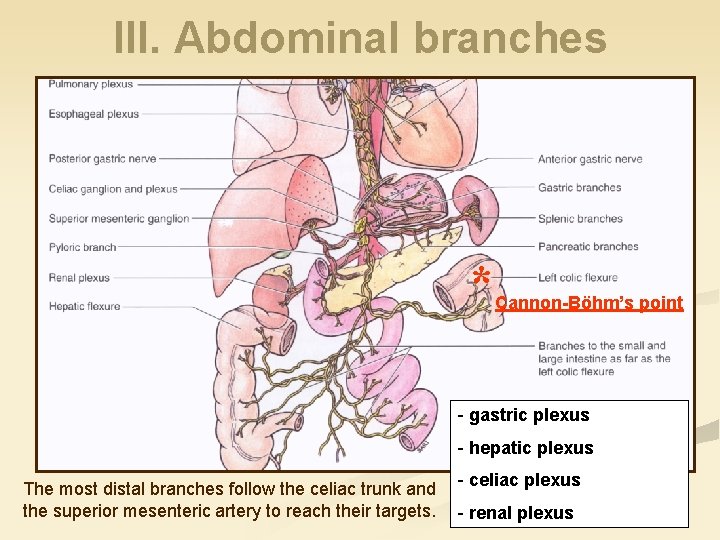 III. Abdominal branches * Cannon-Böhm’s point - gastric plexus - hepatic plexus The most