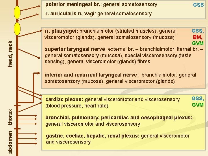 poterior meningeal br. : general somatosensory GSS r. auricularis n. vagi: general somatosensory GSS,