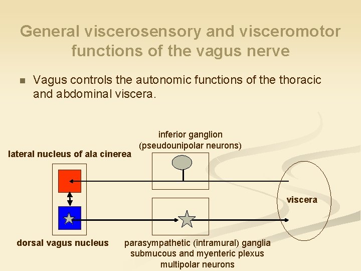 General viscerosensory and visceromotor functions of the vagus nerve n Vagus controls the autonomic