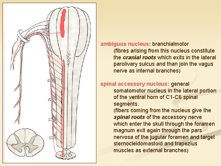 ambiguus nucleus: branchialmotor (fibres arising from this nucleus constitute the cranial roots which exits