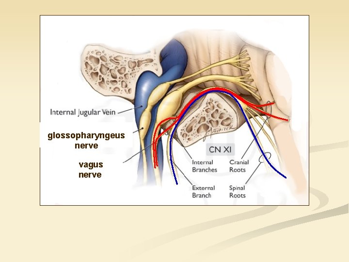 glossopharyngeus nerve vagus nerve 