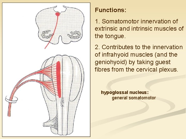 Functions: 1. Somatomotor innervation of extrinsic and intrinsic muscles of the tongue. 2. Contributes