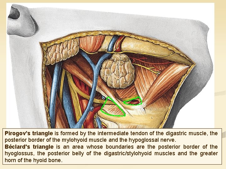 Pirogov’s triangle is formed by the intermediate tendon of the digastric muscle, the posterior