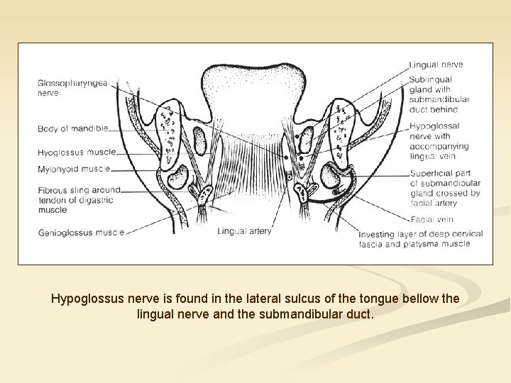 Hypoglossus nerve is found in the lateral sulcus of the tongue bellow the lingual