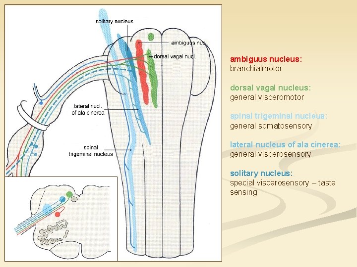 ambiguus nucleus: branchialmotor dorsal vagal nucleus: general visceromotor spinal trigeminal nucleus: general somatosensory lateral