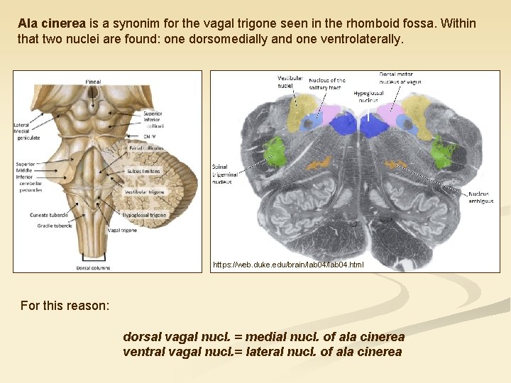 Ala cinerea is a synonim for the vagal trigone seen in the rhomboid fossa.