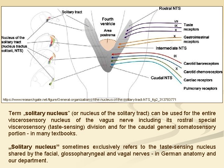 https: //www. researchgate. net/figure/General-organization-of-the-nucleus-of-the-solitary-tract-NTS_fig 2_313783771 Term „solitary nucleus” (or nucleus of the solitary tract)