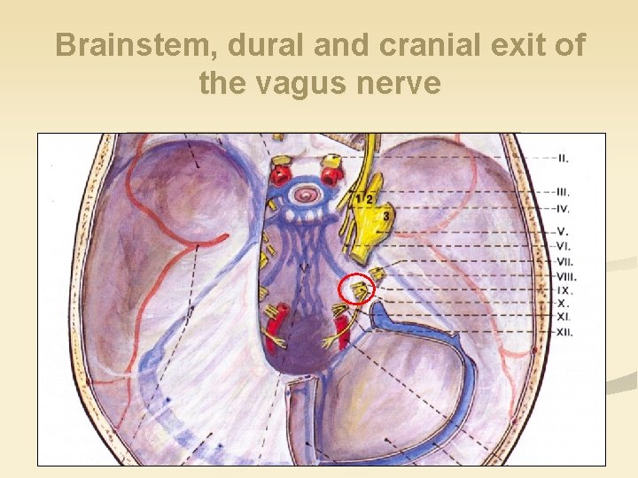 Brainstem, dural and cranial exit of the vagus nerve 