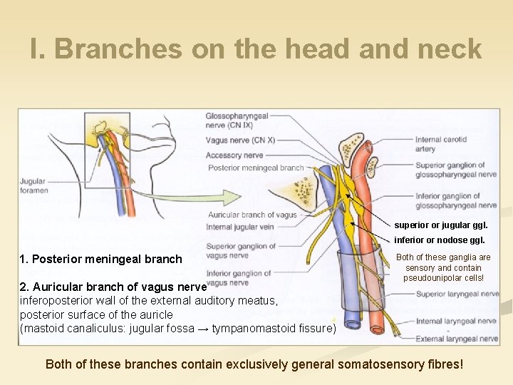 I. Branches on the head and neck superior or jugular ggl. inferior or nodose