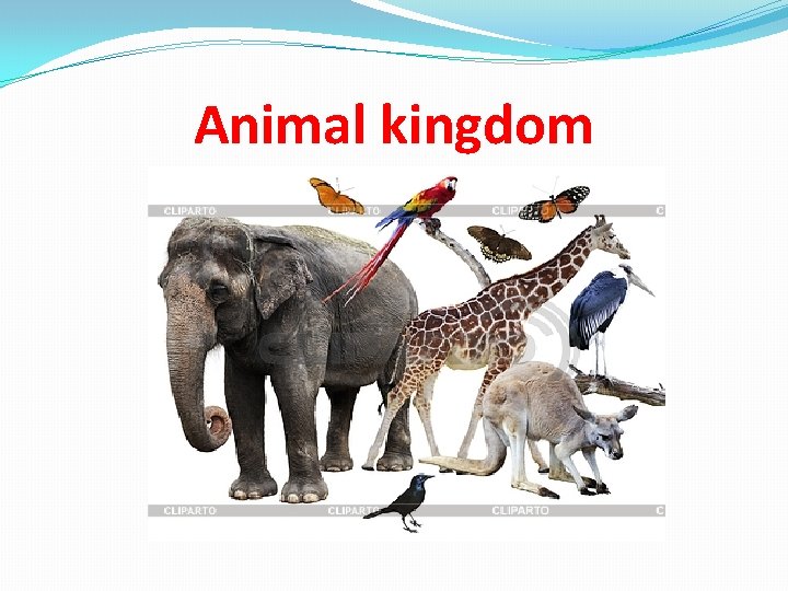 Animal kingdom 