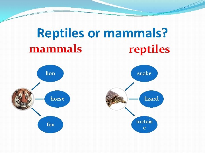 Reptiles or mammals? mammals lion horse fox reptiles snake lizard tortois e 