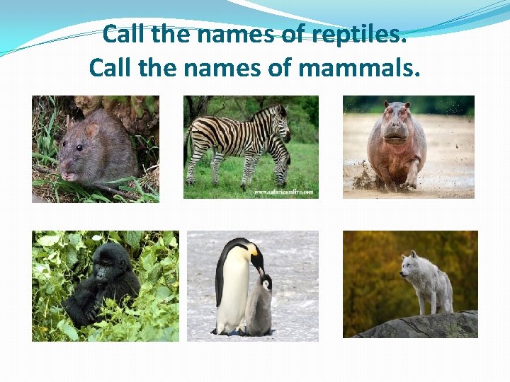 Call the names of reptiles. Call the names of mammals. 