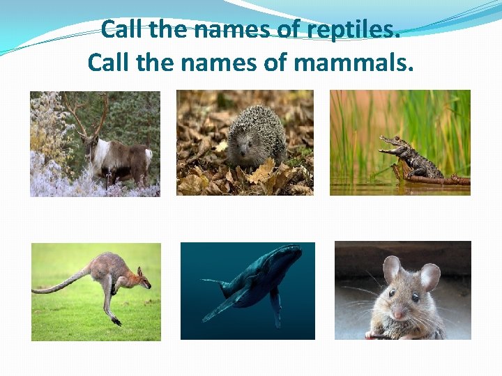 Call the names of reptiles. Call the names of mammals. 