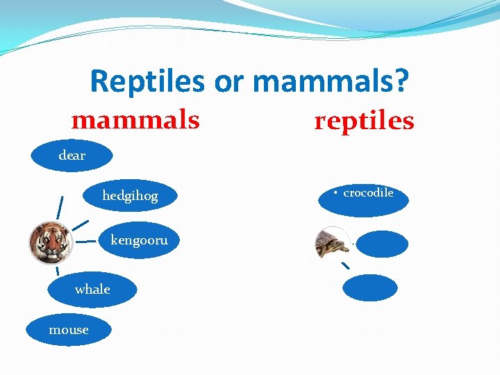 Reptiles or mammals? mammals reptiles dear hedgihog kengooru whale mouse • crocodile 