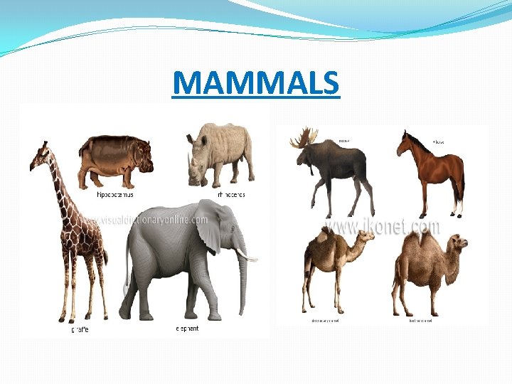 MAMMALS 