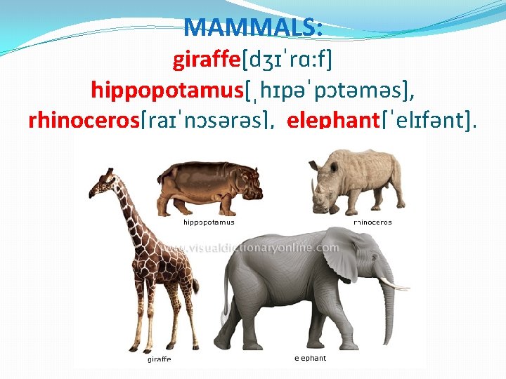 MAMMALS: giraffe[dʒɪˈrɑ: f] hippopotamus[ˌhɪpəˈpɔtəməs], rhinoceros[raɪˈnɔsərəs], elephant[ˈelɪfənt]. 