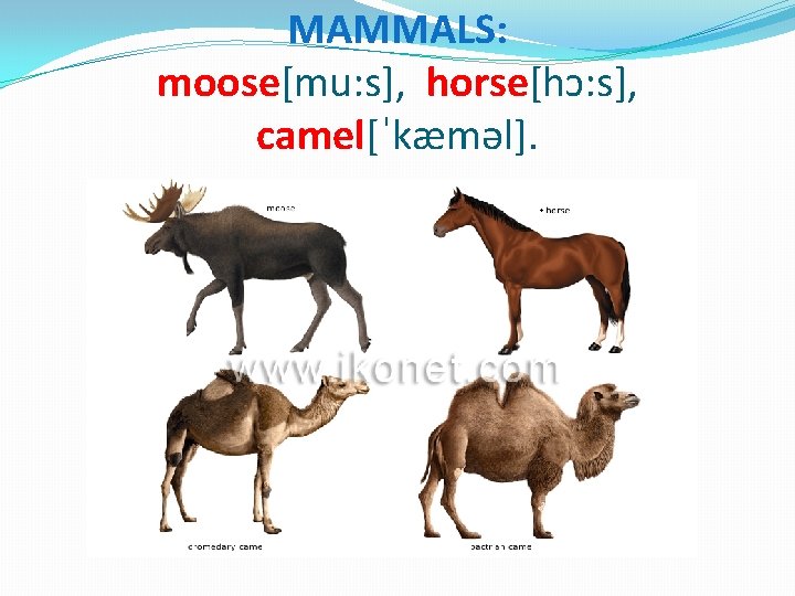 MAMMALS: moose[mu: s], horse[hɔ: s], camel[ˈkæməl]. 