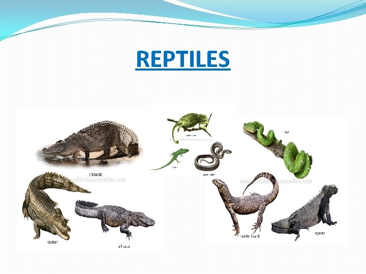 REPTILES 