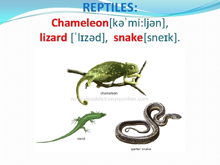 REPTILES: Chameleon[kəˈmi: ljən], lizard [ˈlɪzəd], snake[sneɪk]. 