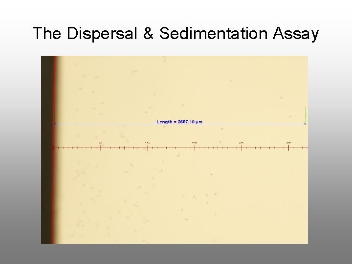 The Dispersal & Sedimentation Assay 