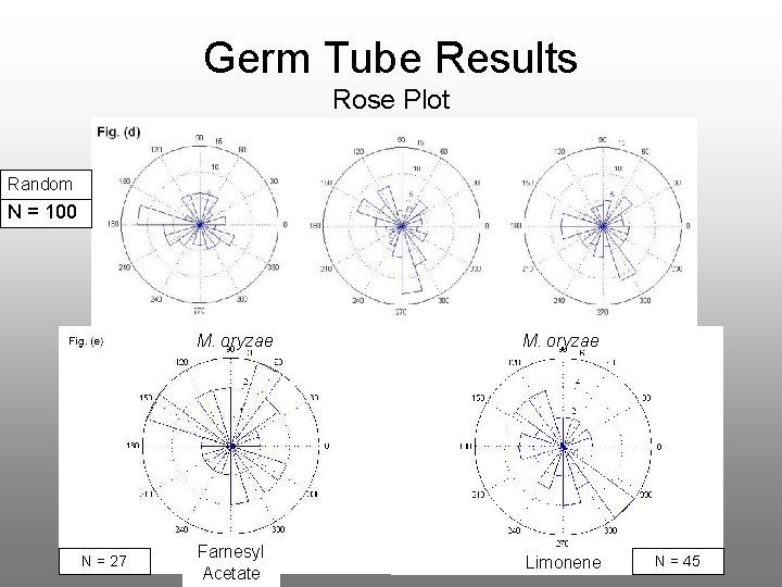 Germ Tube Results Rose Plot Random N = 100 N = 27 M. oryzae