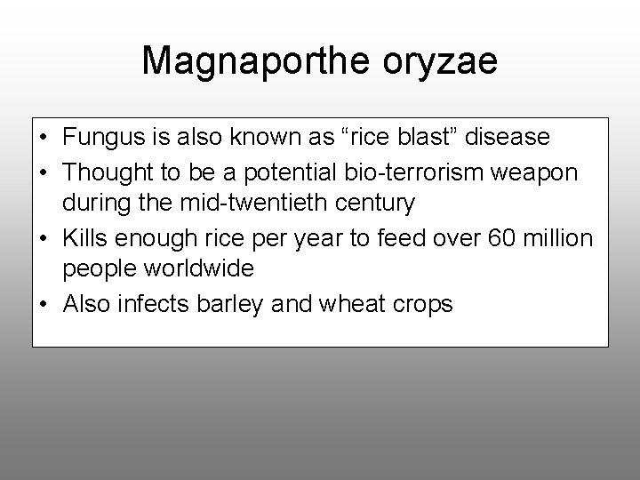 Magnaporthe oryzae • Fungus is also known as “rice blast” disease • Thought to