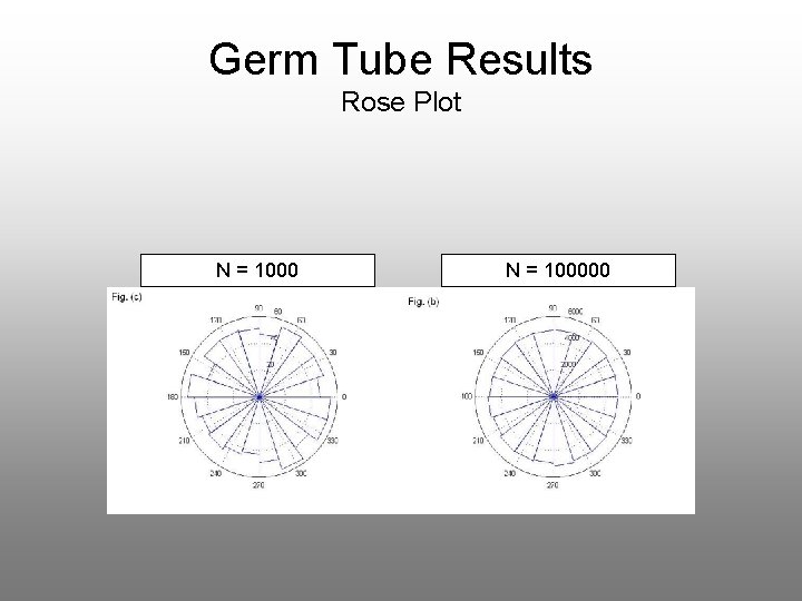 Germ Tube Results Rose Plot N = 100000 
