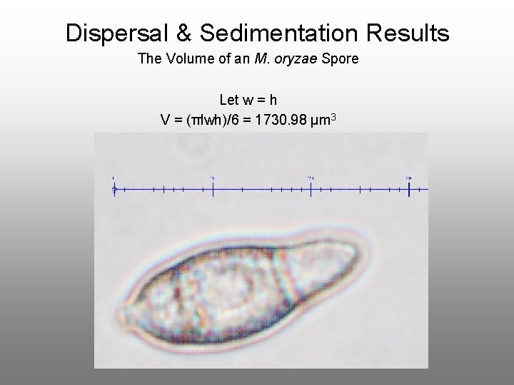 Dispersal & Sedimentation Results The Volume of an M. oryzae Spore Let w =