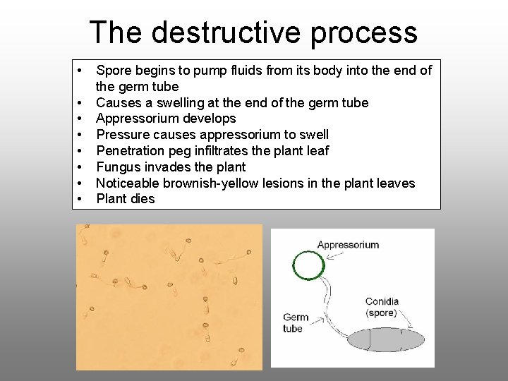 The destructive process • • Spore begins to pump fluids from its body into