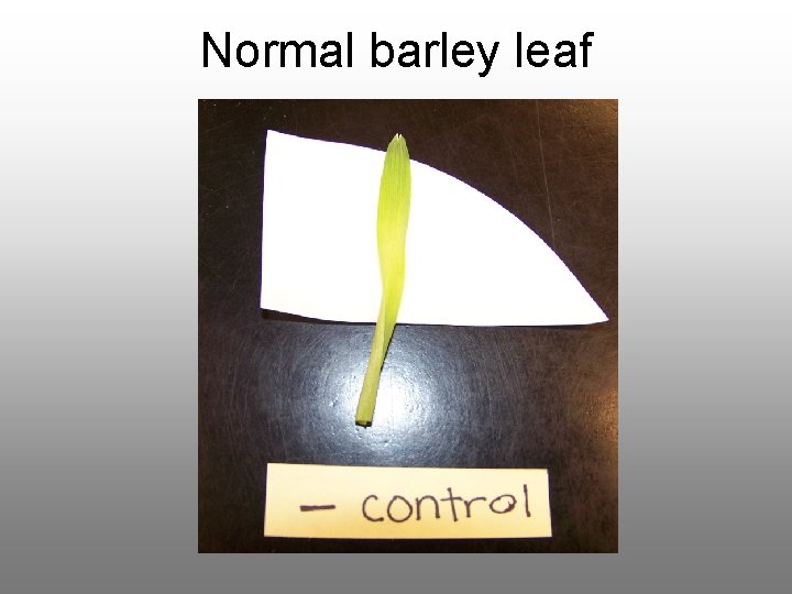 Normal barley leaf 