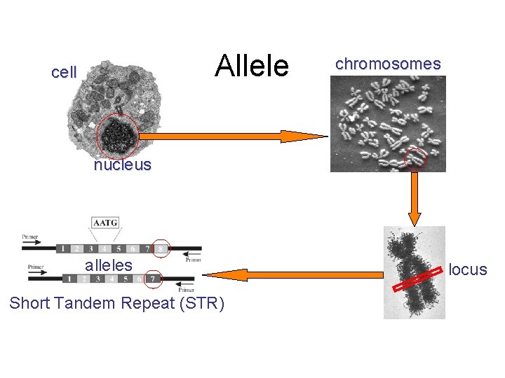 Allele cell chromosomes nucleus alleles Short Tandem Repeat (STR) locus 