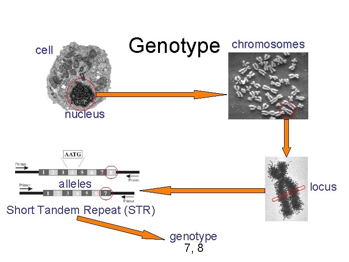 Genotype cell chromosomes nucleus alleles locus Short Tandem Repeat (STR) genotype 7, 8 