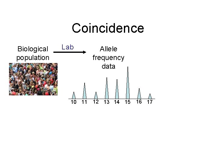 Coincidence Biological population Lab 10 11 Allele frequency data 12 13 14 15 16