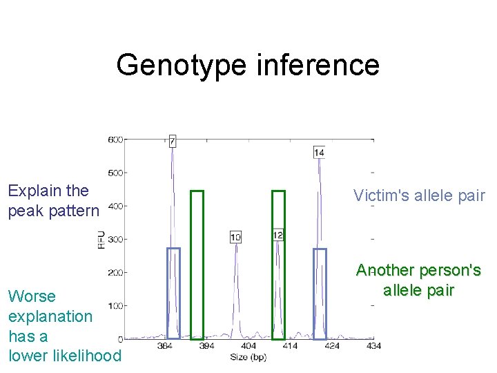 Genotype inference Explain the peak pattern Worse explanation has a lower likelihood Victim's allele