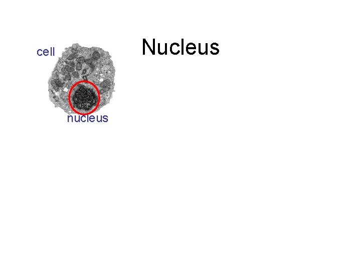 Nucleus cell nucleus 